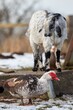 Ente und Ziege im Winter, Hochformat