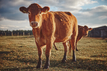 Wall Mural - Brown Limousin Beef Cows In A Pasture