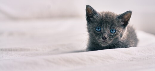 Poster - Adorable grey cat laying on the bed.