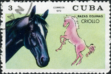 Wall Mural - CUBA - CIRCA 1972: Postage stamp printed in Cuba shows horse Criollo