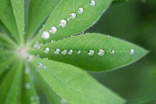  A Drop Of Water On A Lupine Leaf 