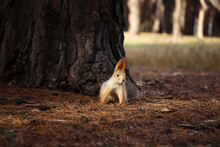 Cute Red Squirrel Near Tree In Forest