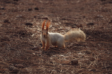 Wall Mural - Cute red squirrel on ground in forest