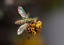Extreme Close Up Of Hoverfly On Flower With Dark Background