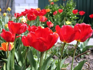 Wall Mural - Multicolored tulips blooming on a flower bed. Yellow, red, orange flowers on the ground