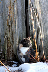 Wall Mural - cat sitting alone outdoor at winter