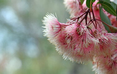 Wall Mural - Pink and white blossoms of the Australian native gum tree Corymbia Fairy Floss, family Myrtaceae. Grafted cultivar of Corymbia ficifolia which is endemic to Western Australia