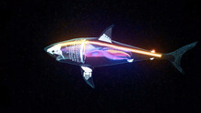 3d Rendered Illustration Of Shark Organs Anatomy. High Quality Photo
