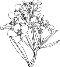 Sketch Of Oleander