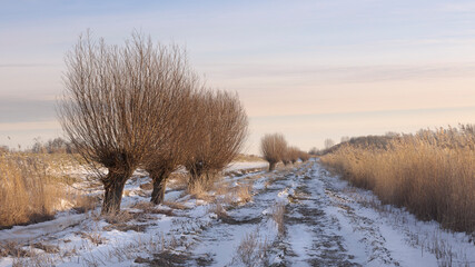 winter landscape with a path and pollard willows. winter light