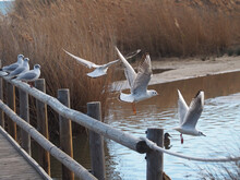 Flock Of Seagulls On The Wooden Railings Of A Footbridge Near A Shoe
