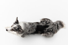 A Border Collie Dog Is Lying On A White Background. Top View. The Dog Is Colored In Shades Of White And Black And Has Long And Delicate Hair. An Excellent Herding Dog. Panoramic Frame.