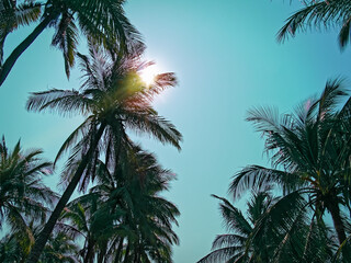 Low Angle View of Coconut Trees Silhouette with Flare Against Clear Blue Sky.