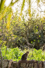 Wall Mural - Cat in Nature