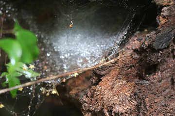 spider on the web