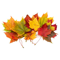 colorful autumn maple leaf isolated on white background
