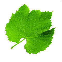 Canvas Print - Grape leaf isolated on white background. Winemaking and agriculture concept.