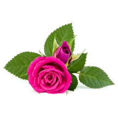 pink rose flower bouquet isolated on white background cutout