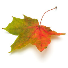 colorful autumn maple leaf isolated on white