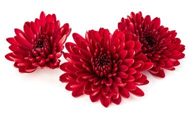 Red chrysanthemum flower isolated on white background