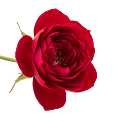 Fototapete - one red rose flower head isolated on white background cutout