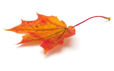 Wall Mural - colorful autumn maple leaf isolated on white