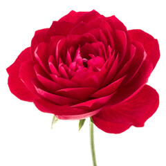 Fototapete - one red rose flower head isolated on white background cutout