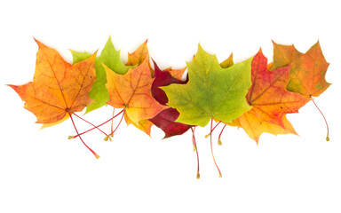 Wall Mural - colorful autumn maple leaf isolated on white background