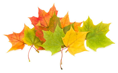 colorful autumn maple leaf isolated on white background