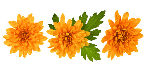 Wall Mural - three chrysanthemum flower heads with green leaves isolated on white background closeup. Garden flower, no shadows, top view, flat lay.