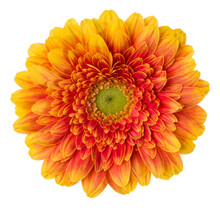   Orange Gerbera Flower Head Isolated On White Background Closeup. Gerbera In Air, Without Shadow. Top View, Flat Lay.