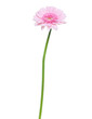 Vertical pink gerbera flower with long stem isolated on white background