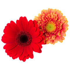 Bouquet of two   orange and red tulips flowers isolated on white background closeup. Flowers bunch in air, without shadow. Top view, flat lay.