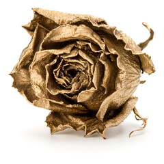 Wall Mural - One gold rose isolated on white background cutout. Golden dried flower head, romance concept.