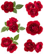 Collection of red roses isolated over white background. Set of different bouquet. Flat lay, top view.