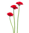 three Vertical red gerbera flowers with long stem isolated on white background.