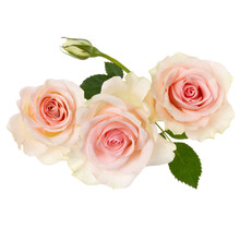 Three Pink Roses On White Close-up Free Stock Photo - Public Domain ...