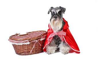 little red  riding hood dog miniature schnauzer isolated on white