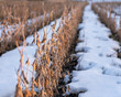 Soybeans, ripe and ready to harvest, left in the field in the winter snow. concepts of agriculture, climate change, harvest