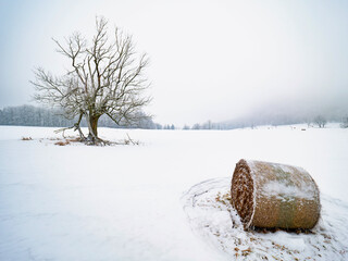 Wall Mural - One forgotten straw bale on snow covered field with frost tree