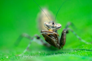 spider on a leaf