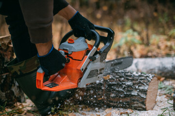 Wall Mural - A man is sawing a tree with a chainsaw. A young guy works in a pine forest