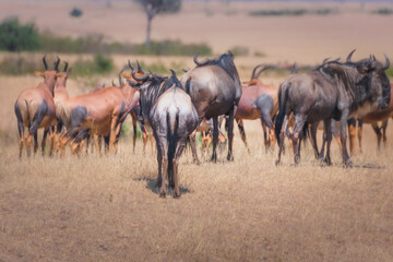 Sticker - Herd of antelopes in their natural habitat in Maasai, Mara, Kenya, Tanzania