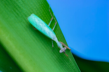 frog on leaf