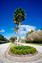 Canvas Print - Beautiful palm trees and cloud in the winter of Florida	