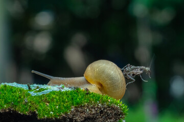 snail on a leaf