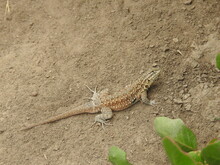 A Side-blotched Lizard Enjoying A Sunny Day In Carpinteria, Santa Barabara County, California.