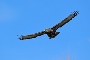 Canvas Print - fliegender Mäusebussard (Buteo buteo) // flying Common Buzzard (Buteo buteo)