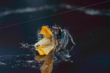 spider on the glass