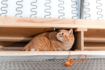 brown tabby cat with green eyes hides inside a furniture. close up